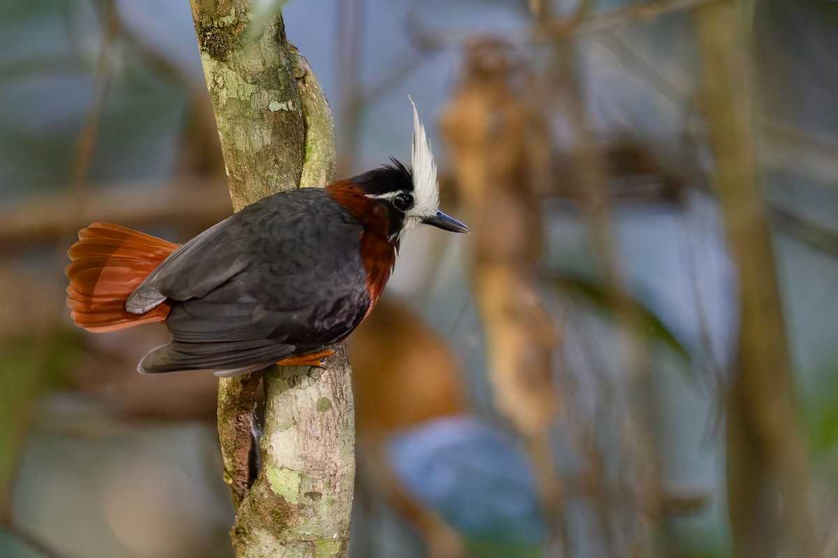 White-plumed Antbird - ML632790810