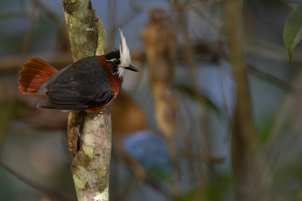 White-plumed Antbird - ML632790811