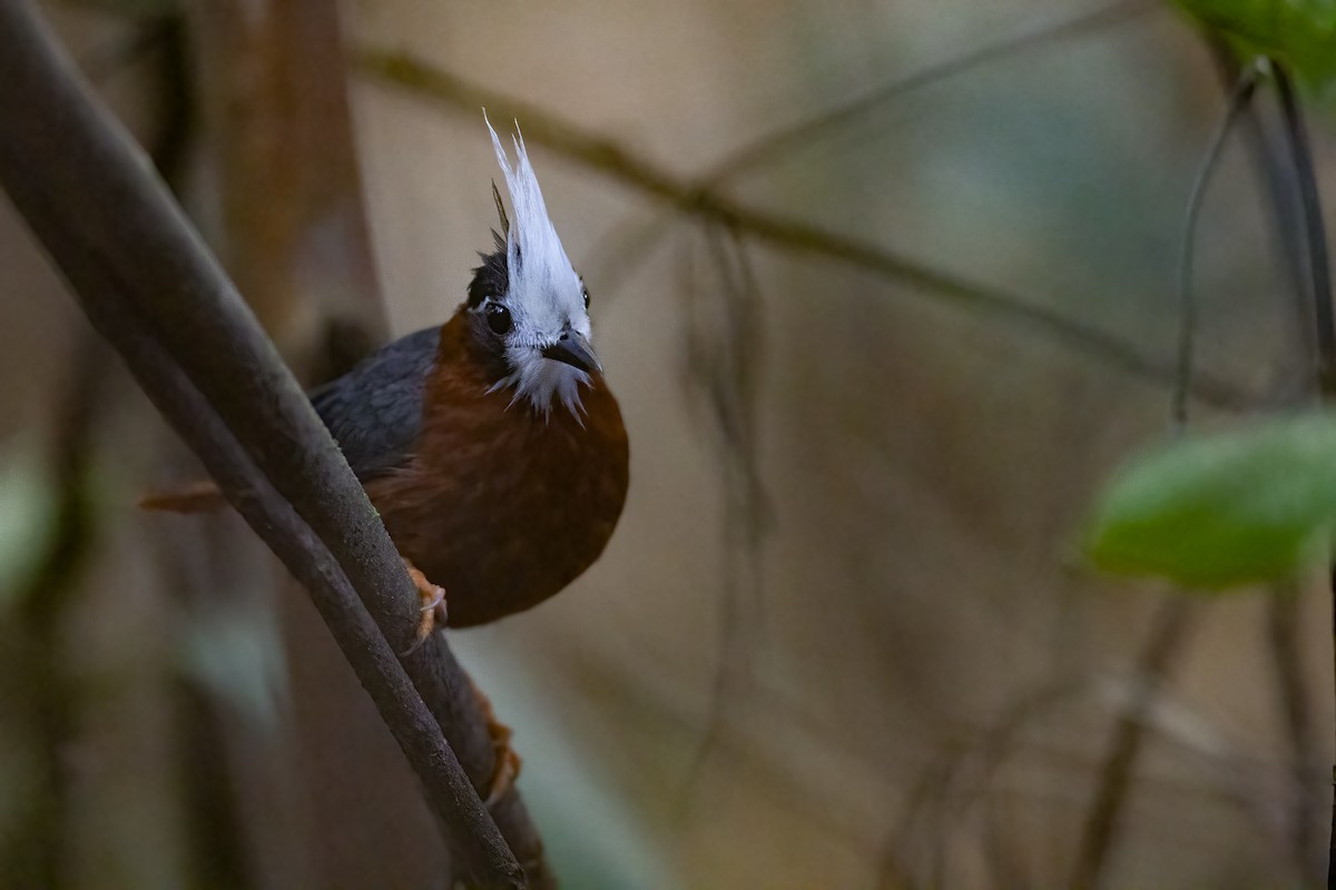 White-plumed Antbird - ML632790838