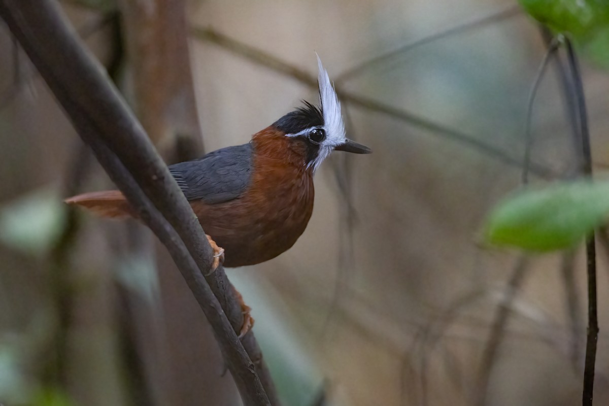 White-plumed Antbird - ML632790839