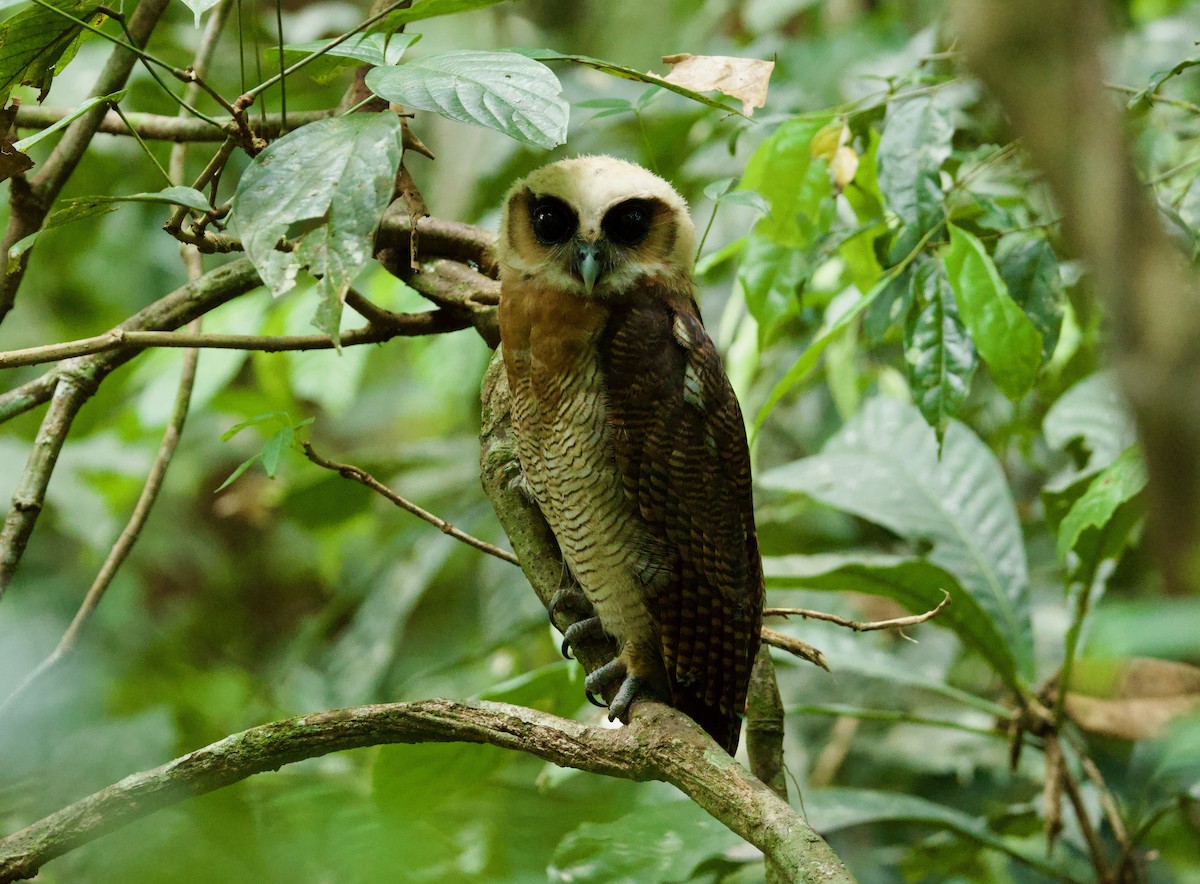Brown Wood-Owl (Bornean) - ML632791306