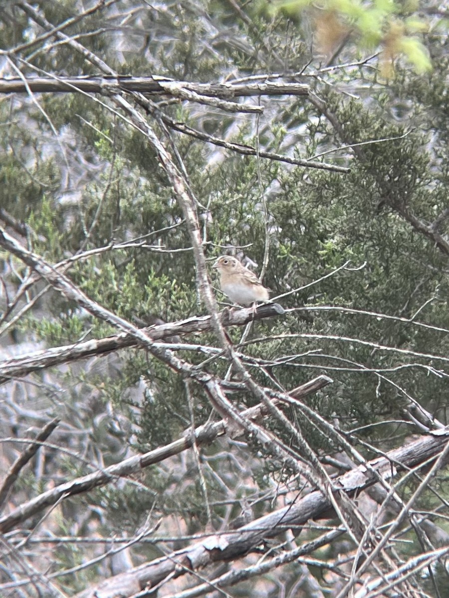 Grasshopper Sparrow - ML632791498