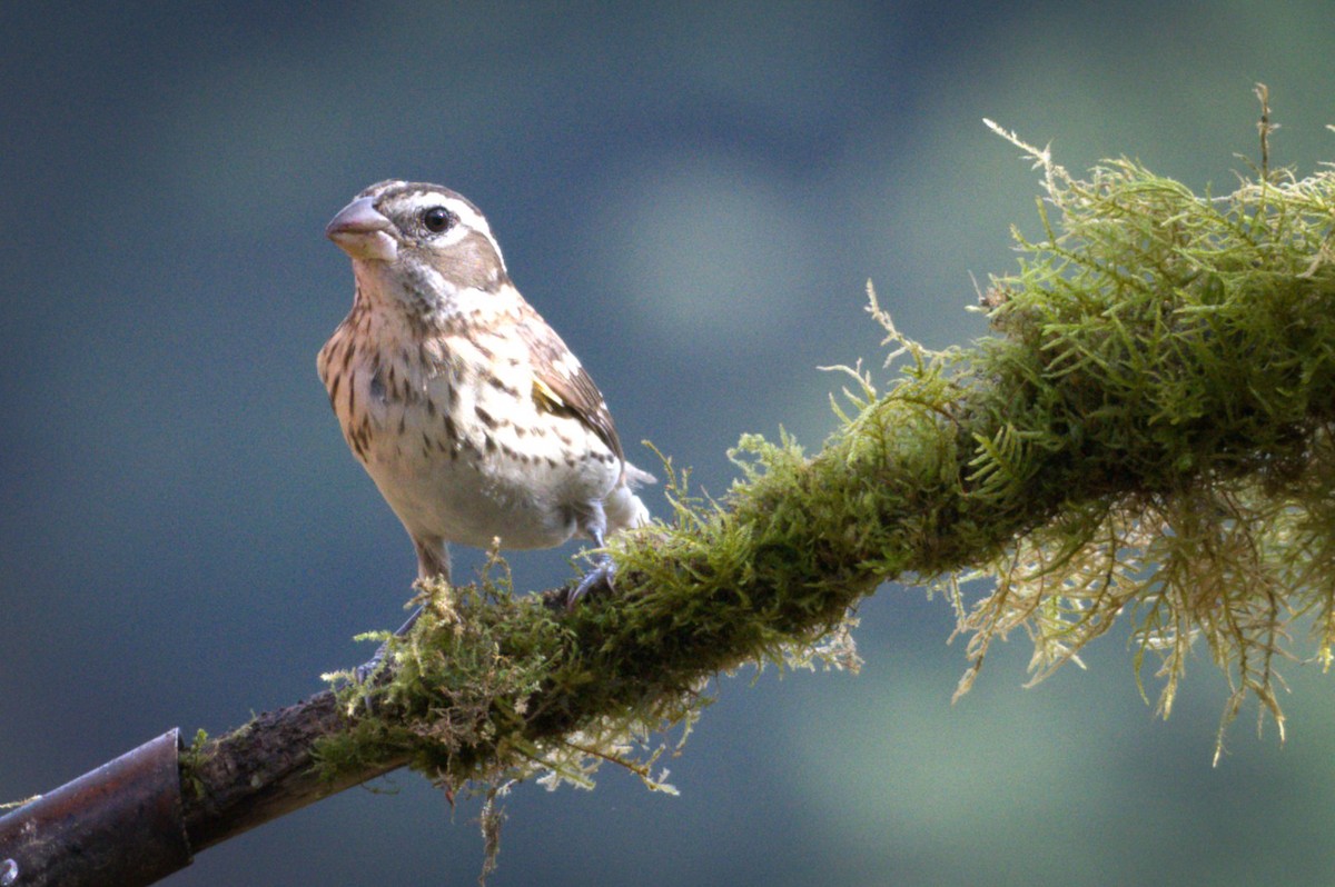 Rose-breasted Grosbeak - ML632791644