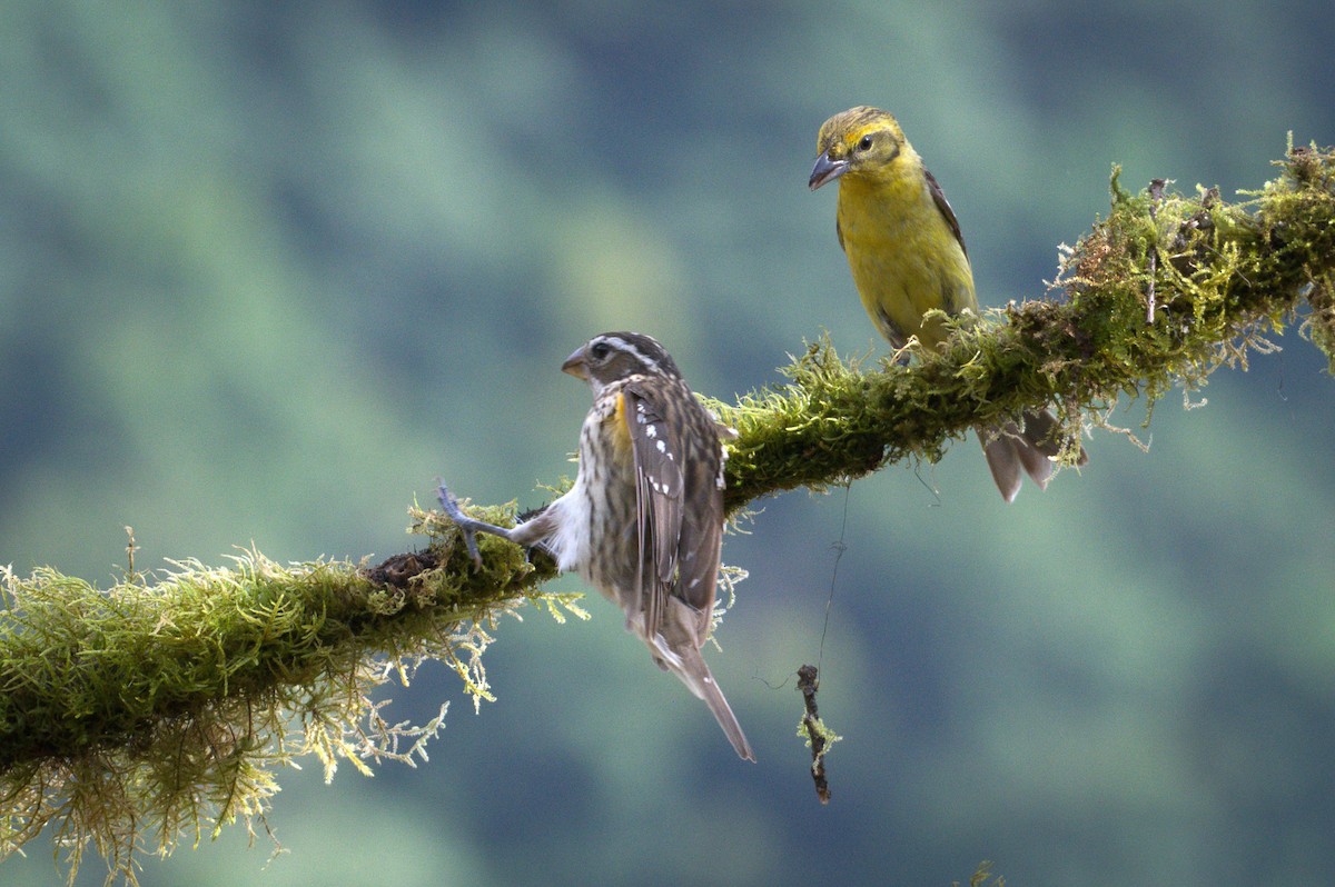 Rose-breasted Grosbeak - ML632791645