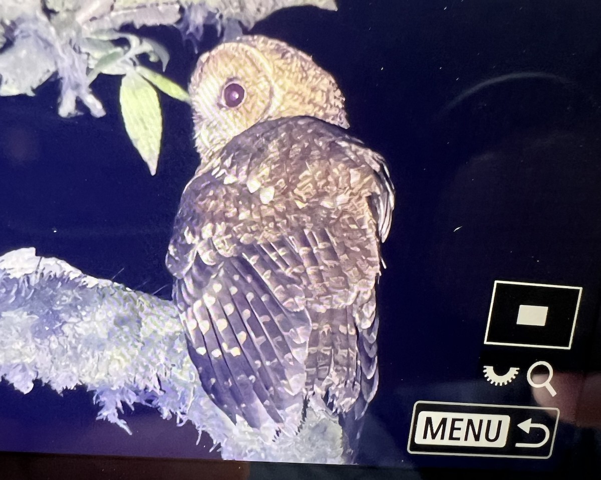 東方灰林鴞 - ML632791818