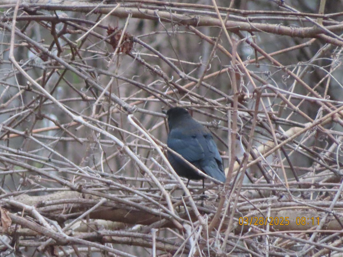 Rusty Blackbird - ML632791834