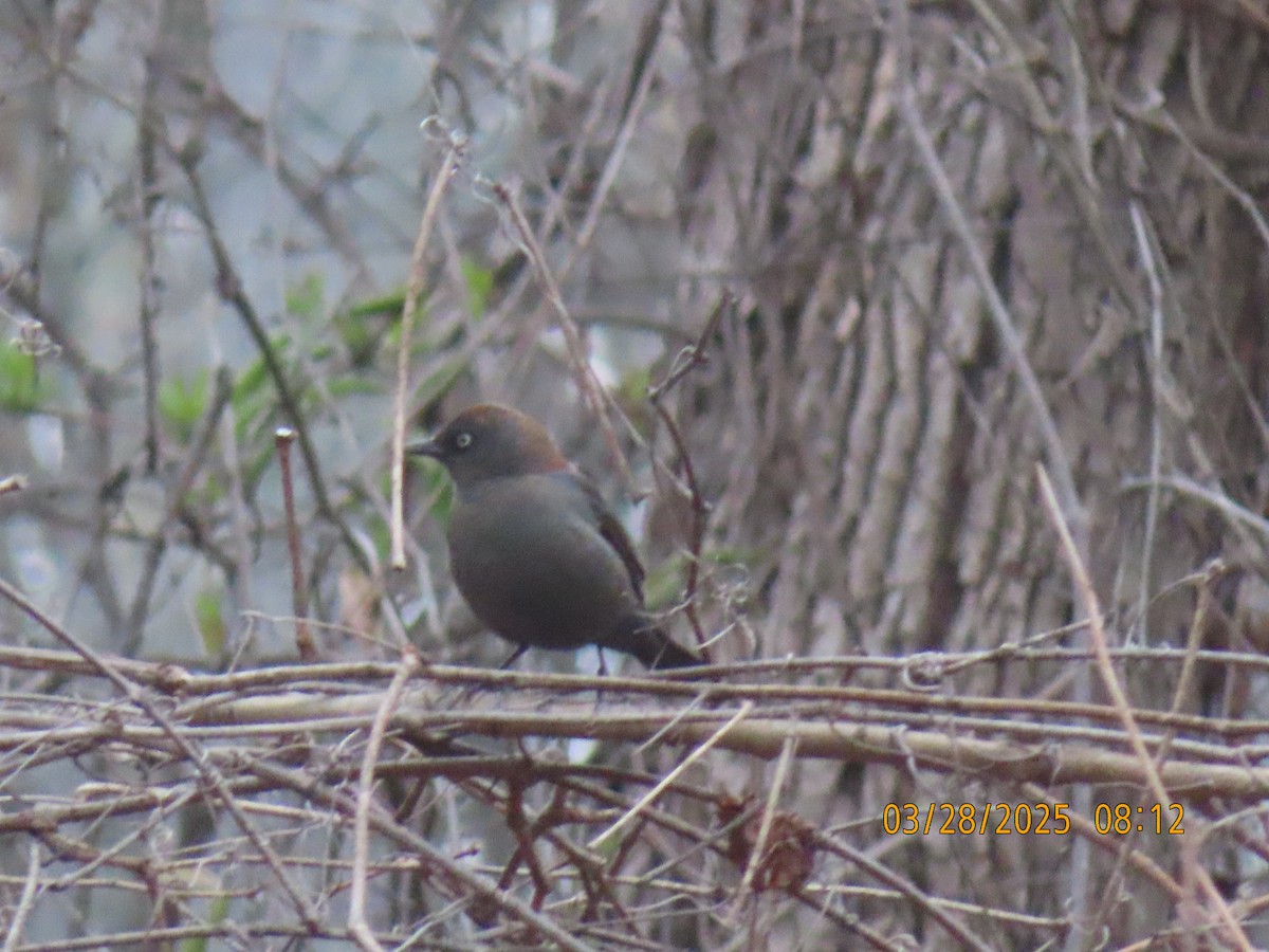 Rusty Blackbird - ML632791845