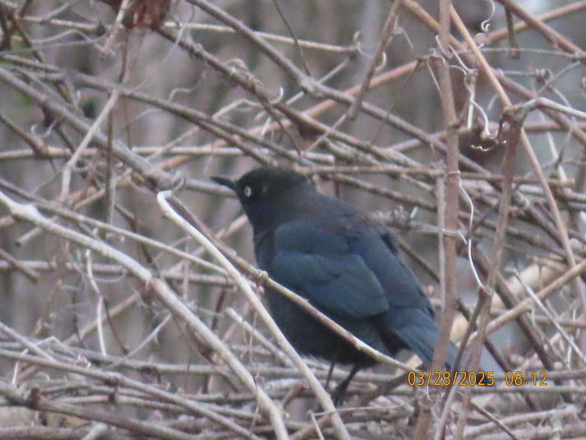 Rusty Blackbird - ML632791859