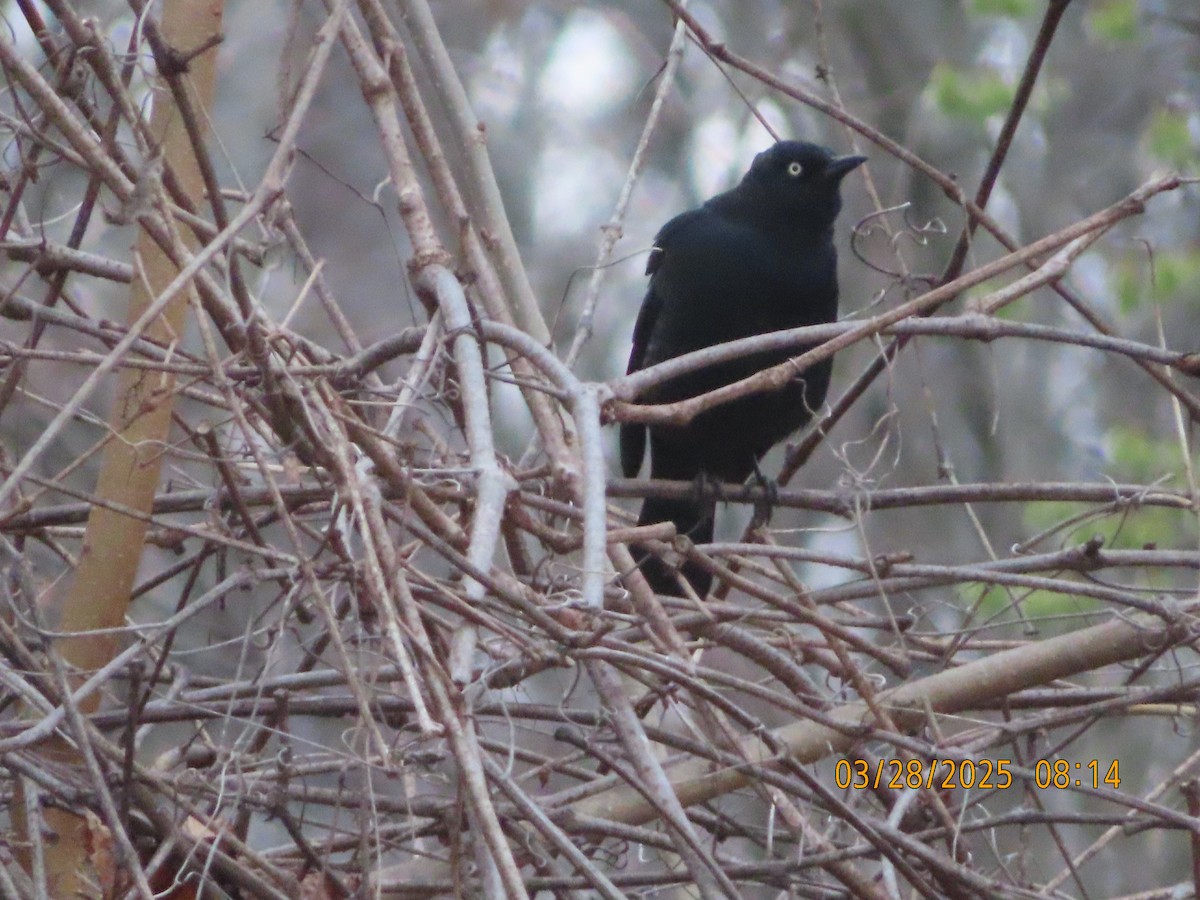 Rusty Blackbird - ML632791869