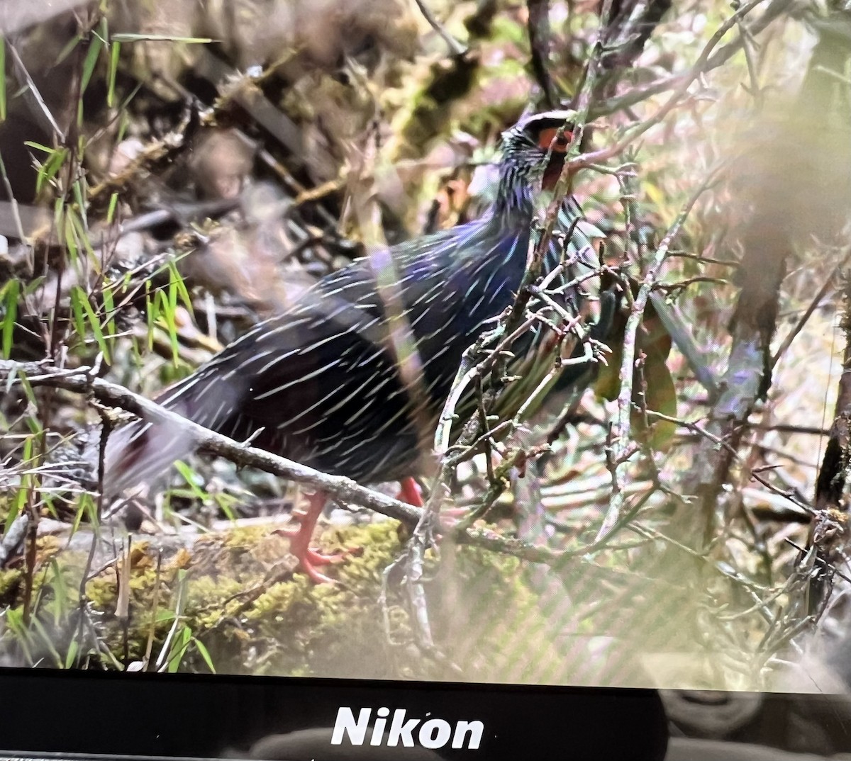 Blood Pheasant - ML632791911