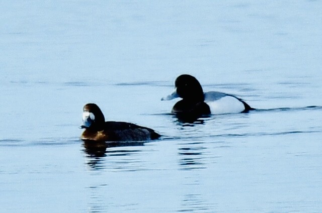 Greater Scaup - ML632791926