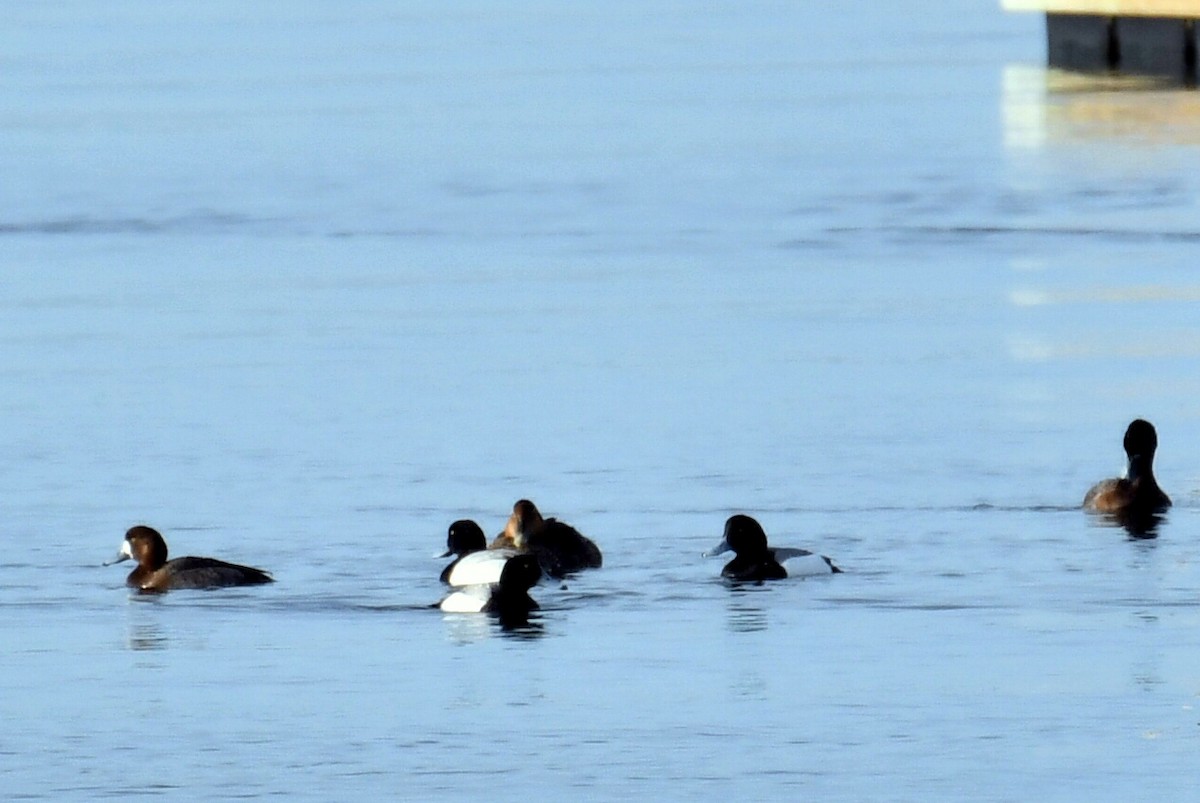 Greater Scaup - ML632791927