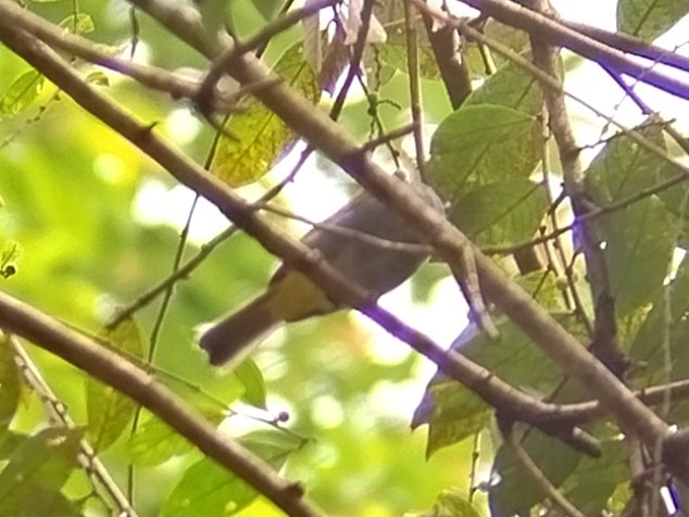 Gray-bellied Bulbul - ML632792010