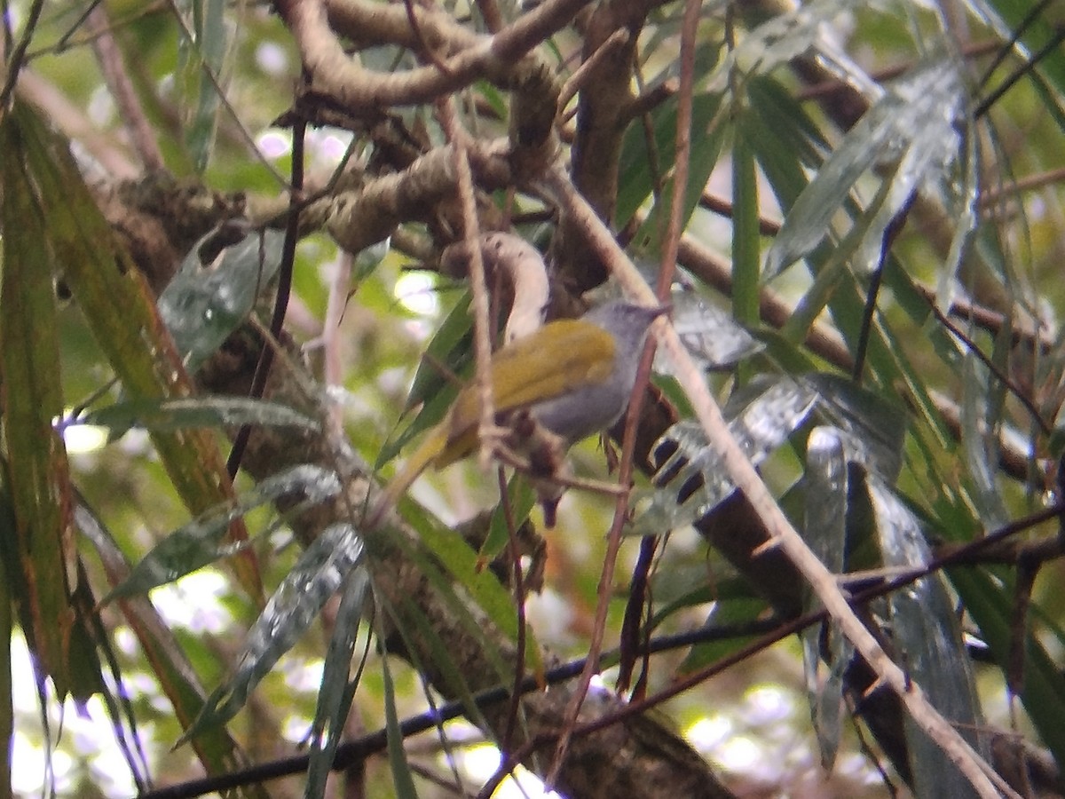 Gray-bellied Bulbul - ML632792011