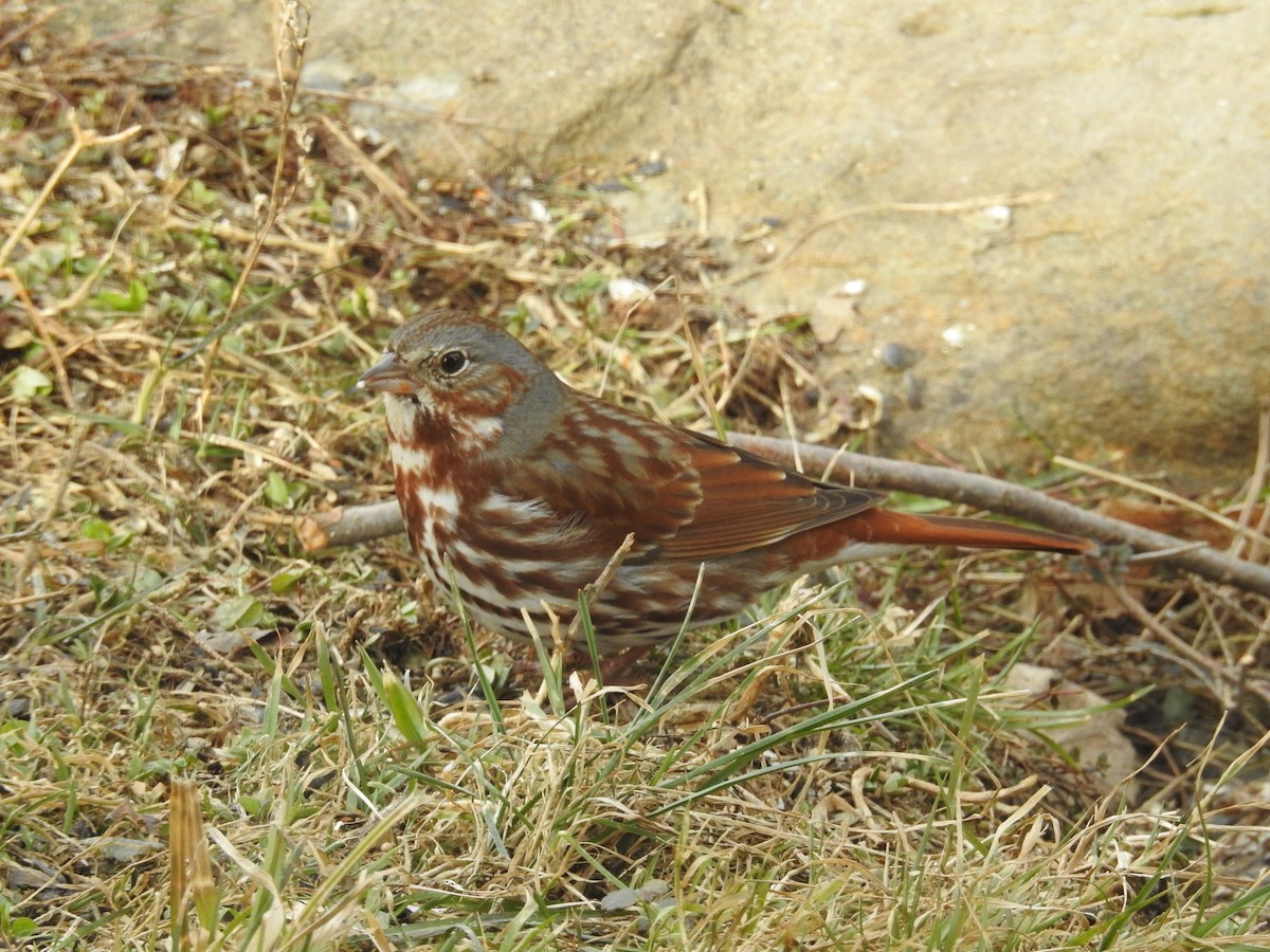Fox Sparrow - ML632792103