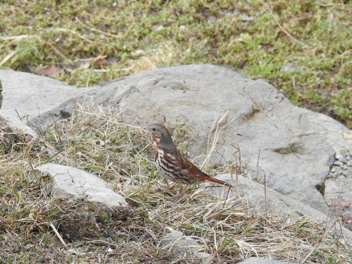 Fox Sparrow - ML632792136