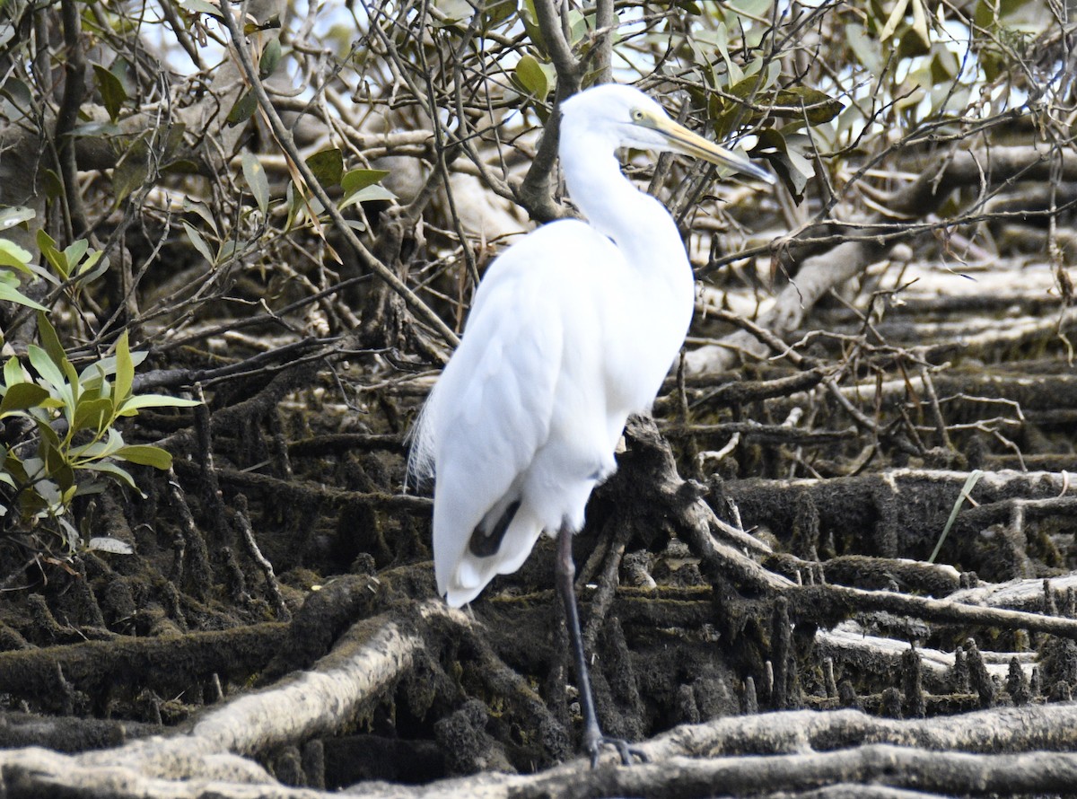 Grande Aigrette - ML632792191