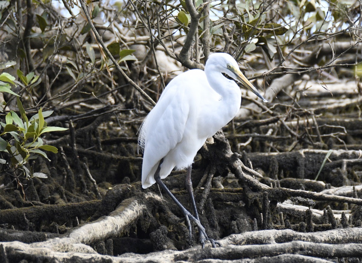 Grande Aigrette - ML632792192