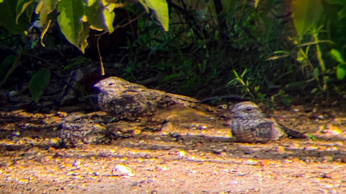 Pygmy Nightjar - ML632792200