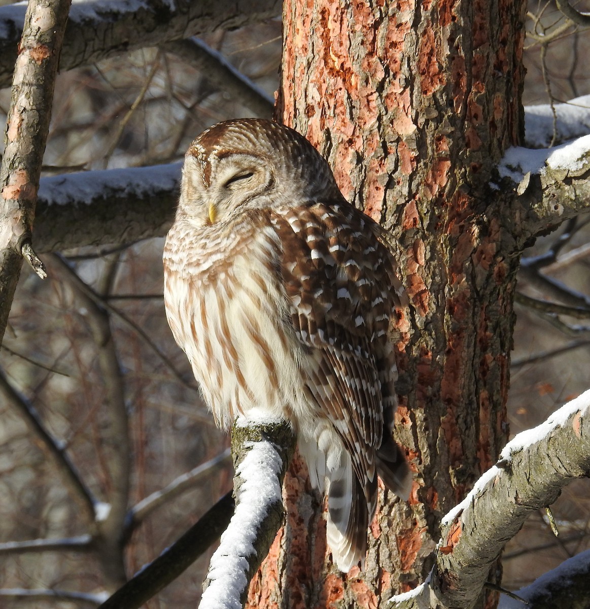 Barred Owl - ML632792263
