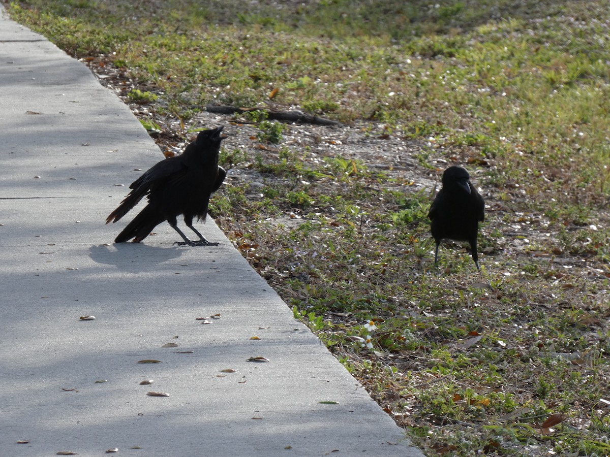American Crow - ML632792400