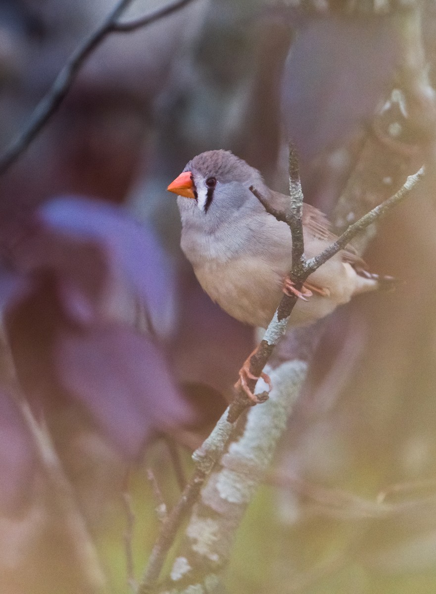 Zebra Finch - ML632792542