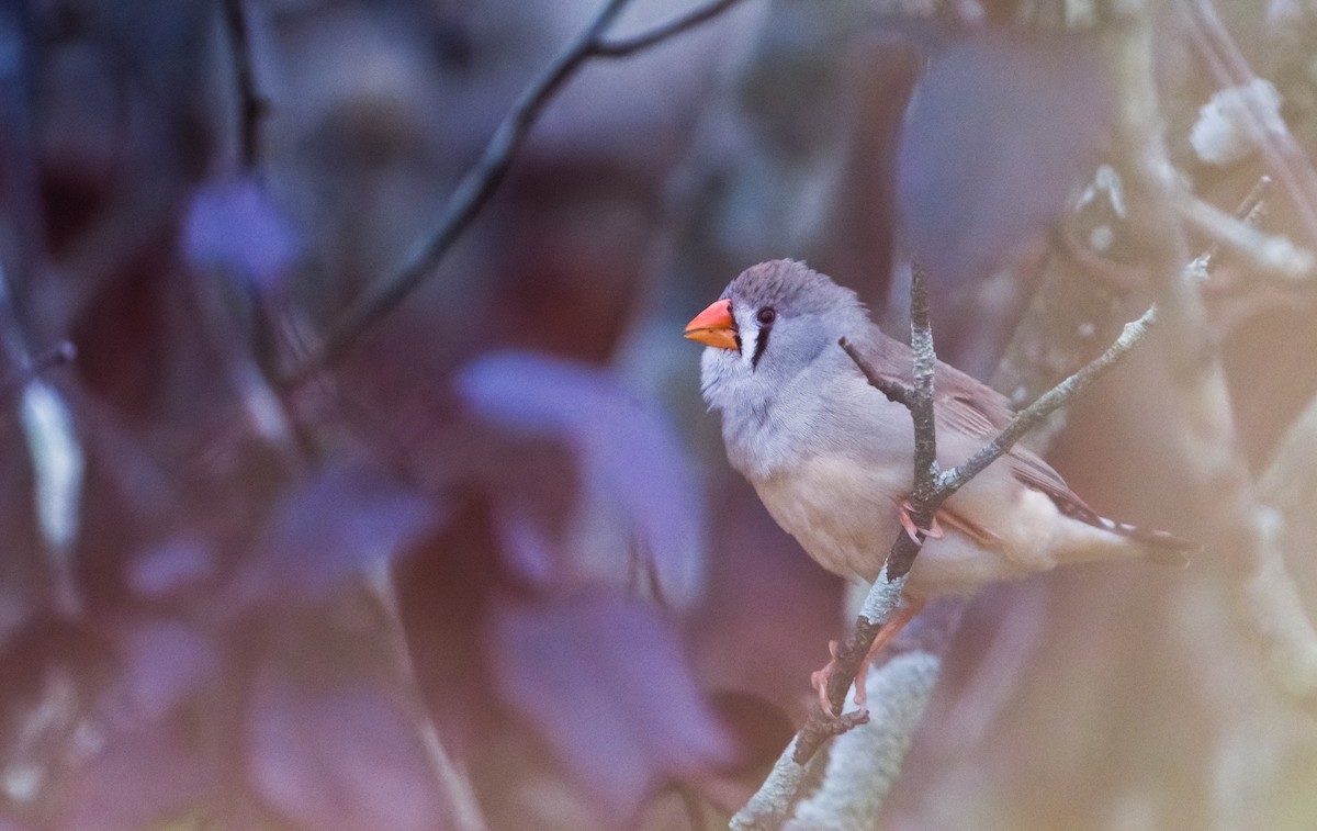 Zebra Finch - ML632792543