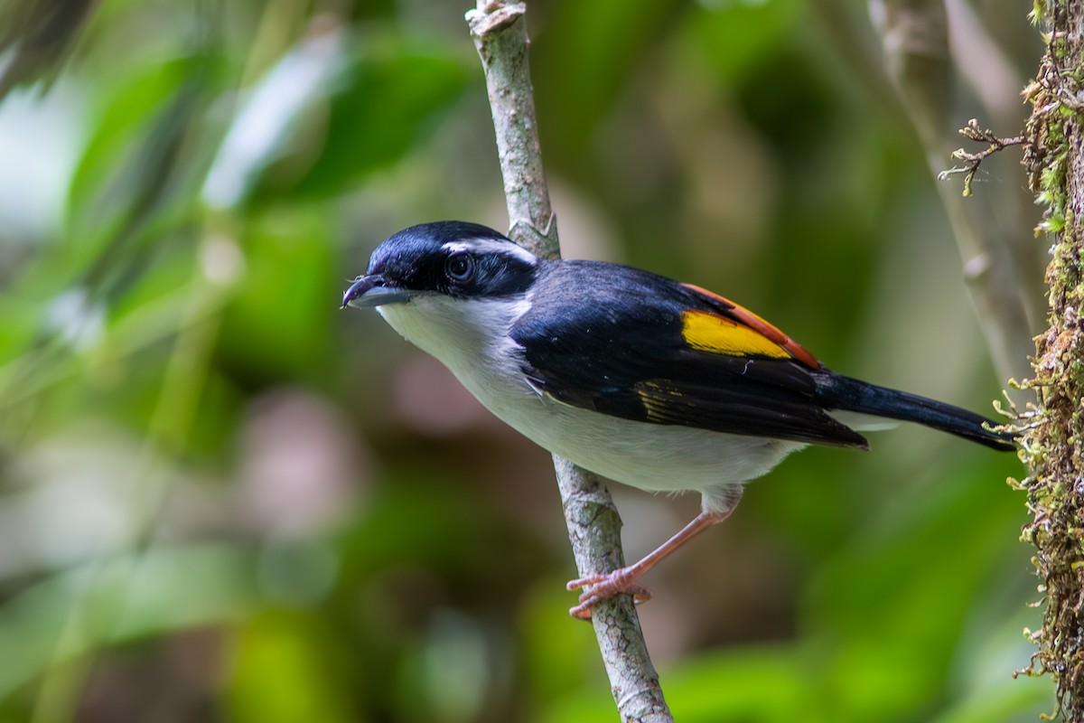Pied Shrike-Babbler - ML632792631