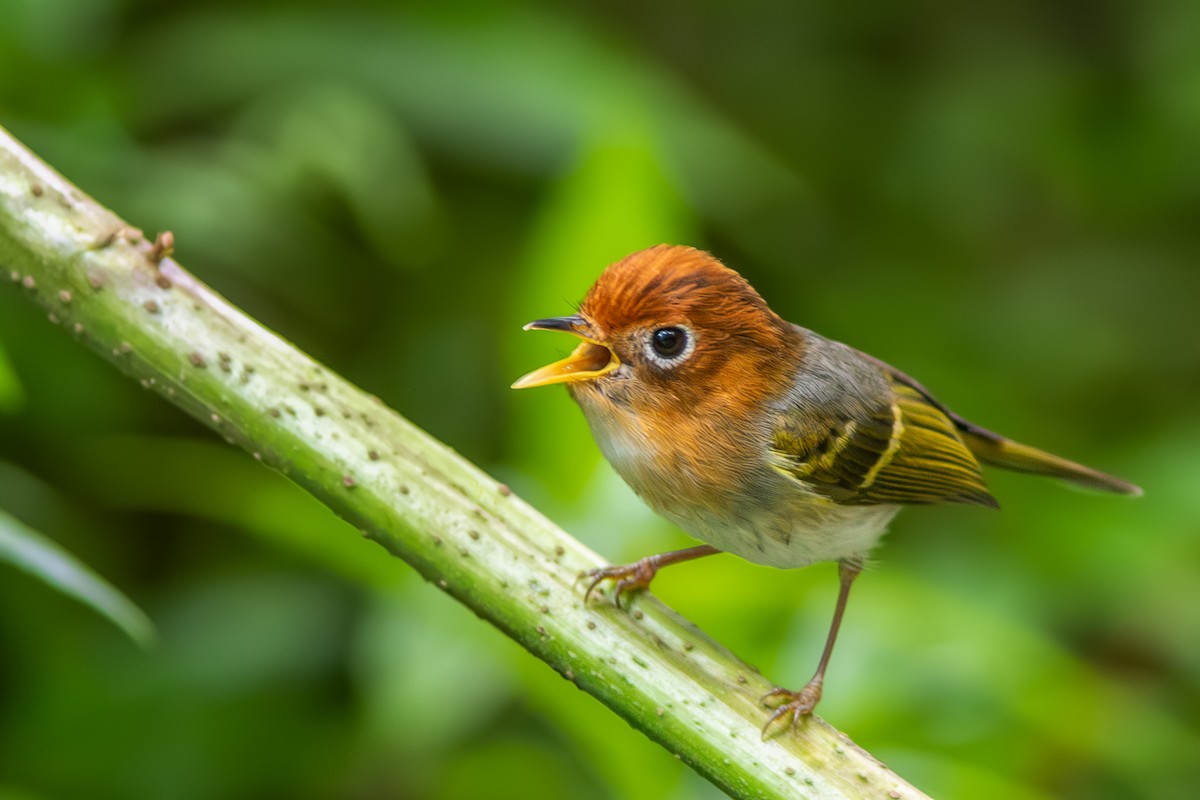 Sunda Warbler - ML632792643