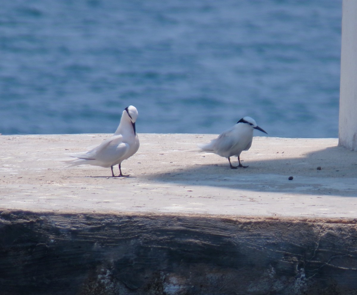 Black-naped Tern - ML632793007