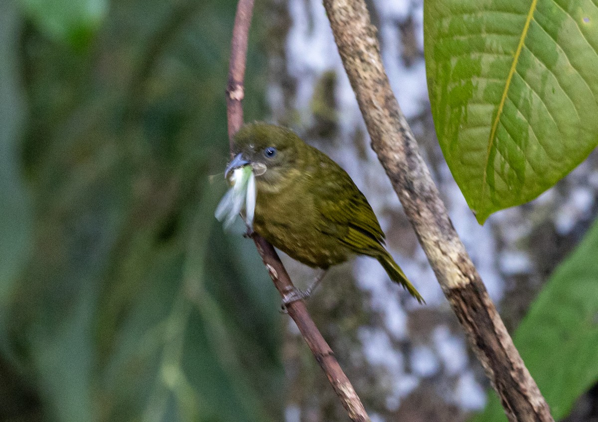 Ochre-breasted Tanager - ML632793213