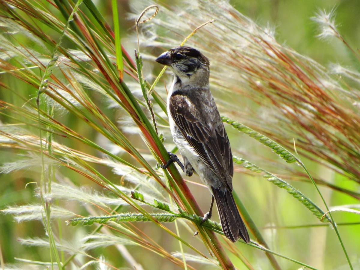 Pearly-bellied Seedeater - ML632793418