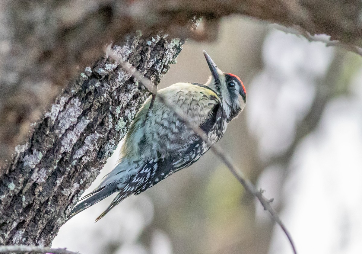 Yellow-bellied Sapsucker - ML632793695