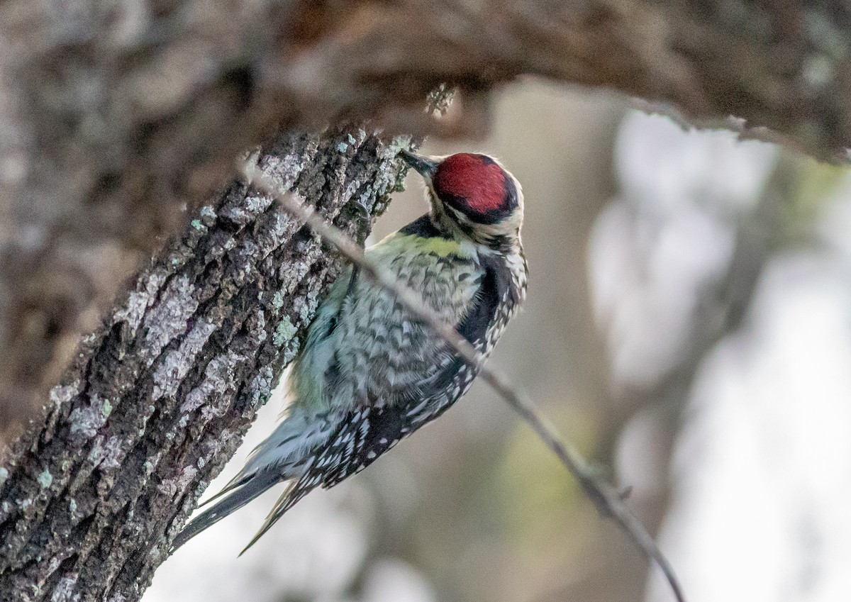 Yellow-bellied Sapsucker - ML632793696