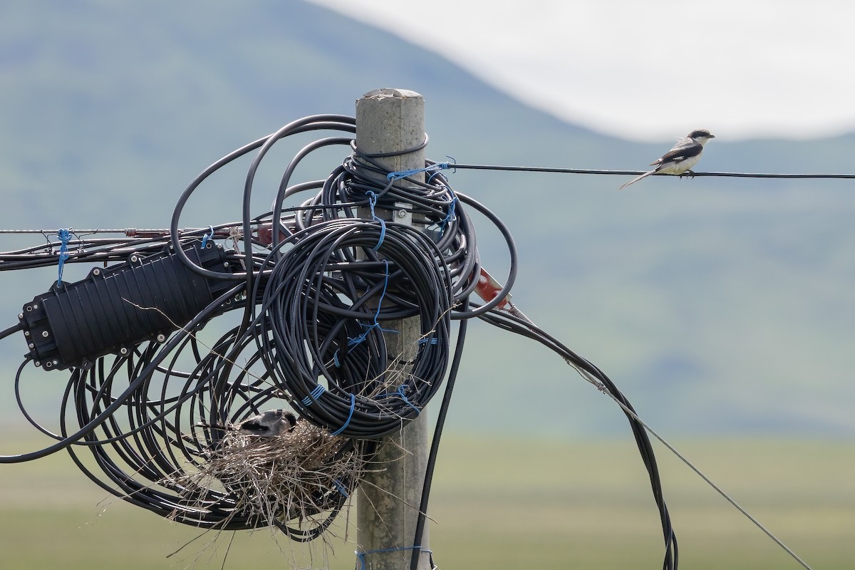 Giant Shrike - ML632793702
