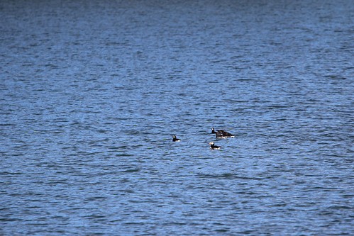 Horned Puffin - ML632793703