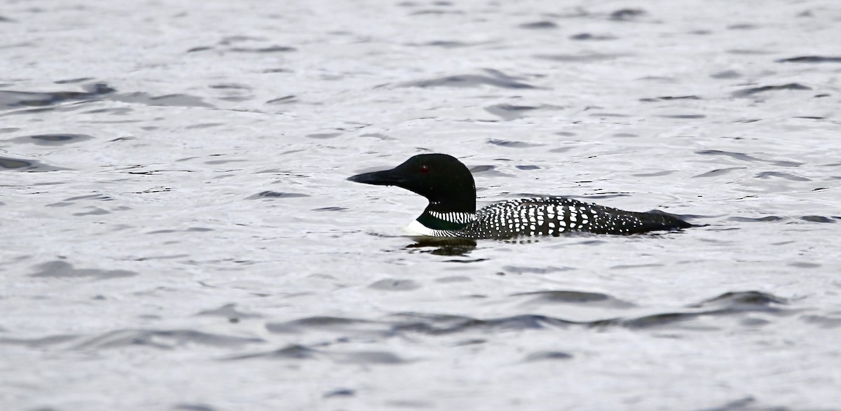 potáplice lední - ML632793704