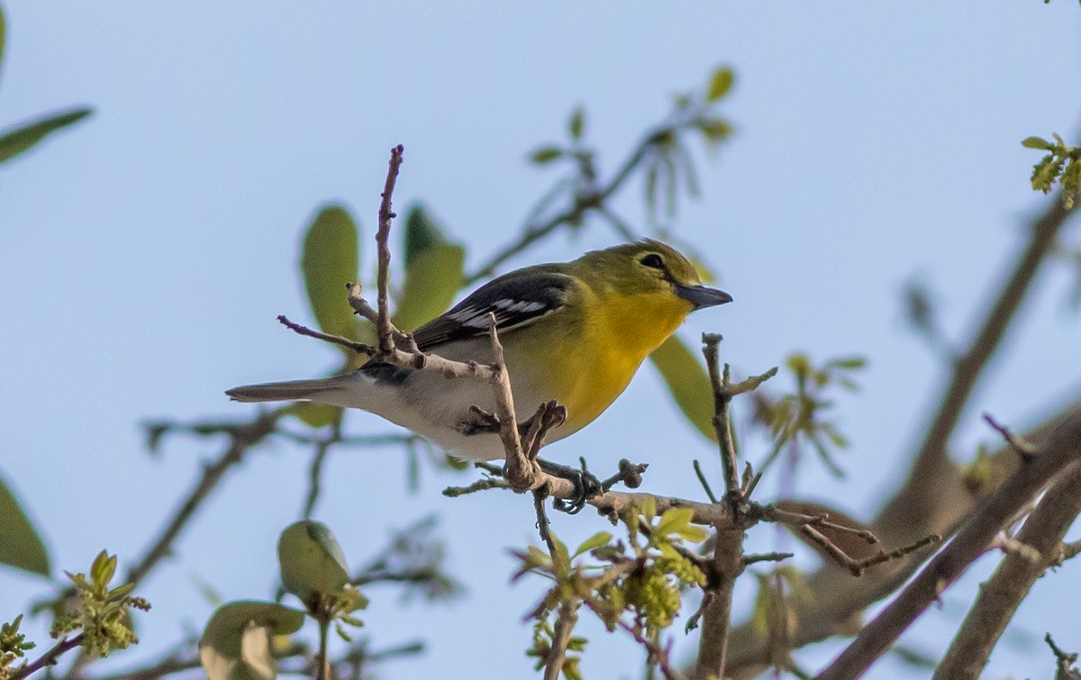 Yellow-throated Vireo - ML632793709