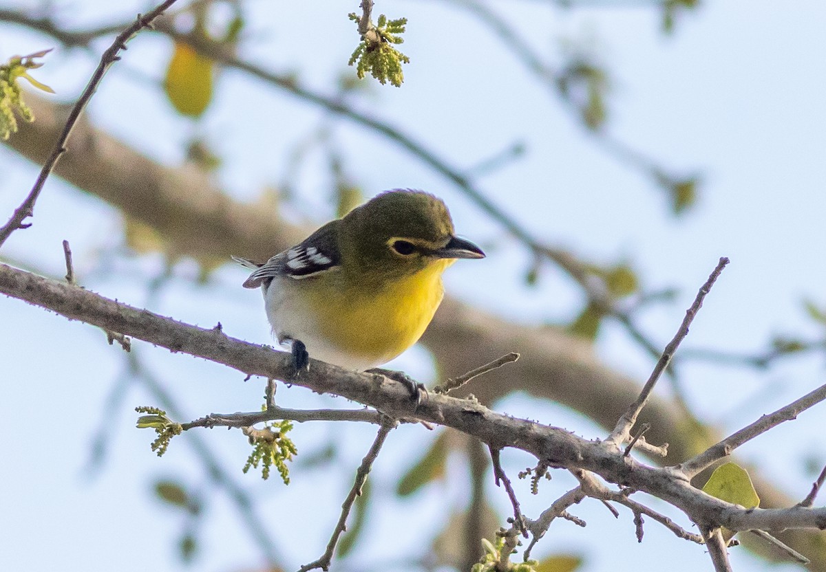 Yellow-throated Vireo - ML632793711