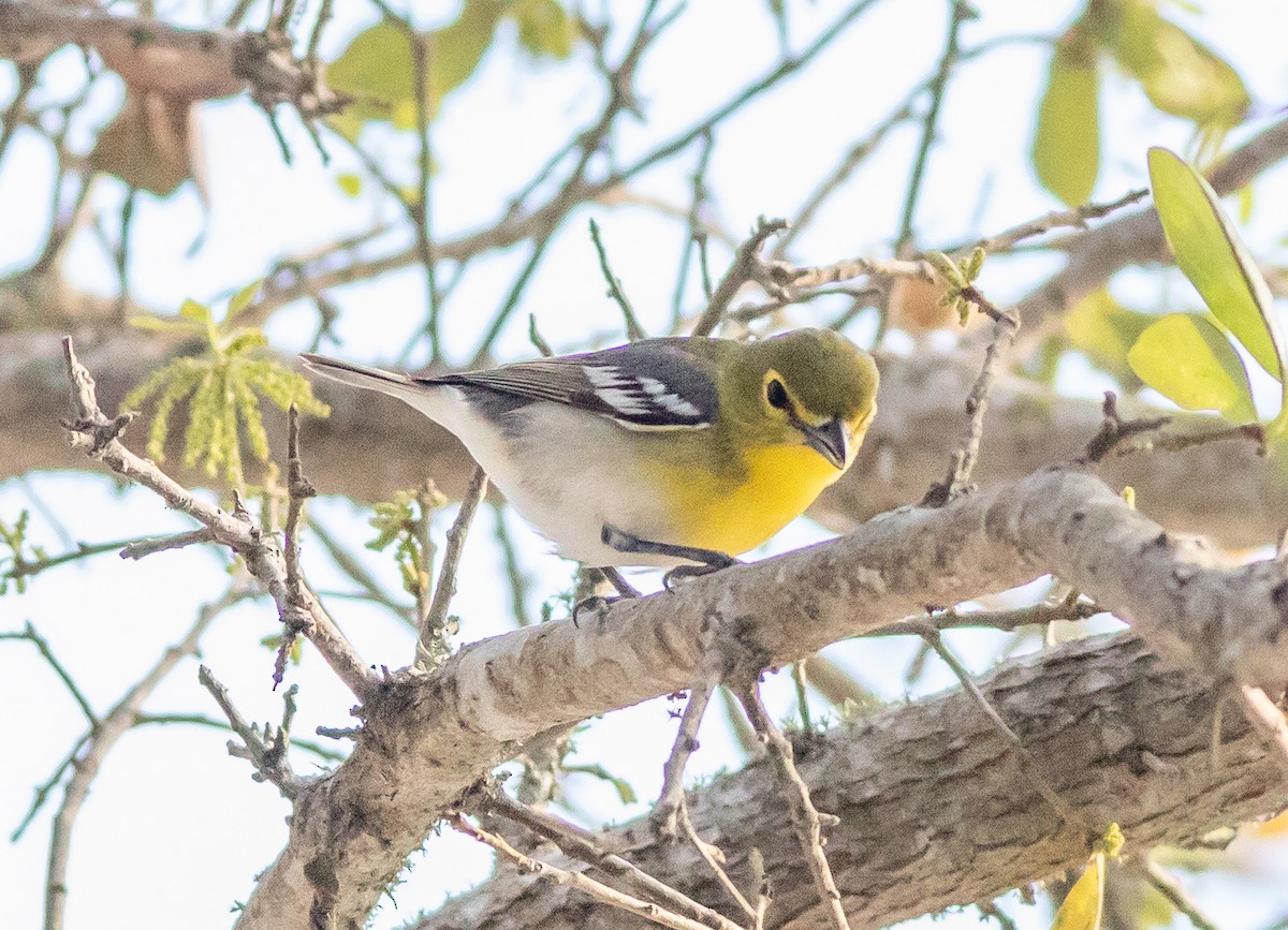 Yellow-throated Vireo - ML632793712