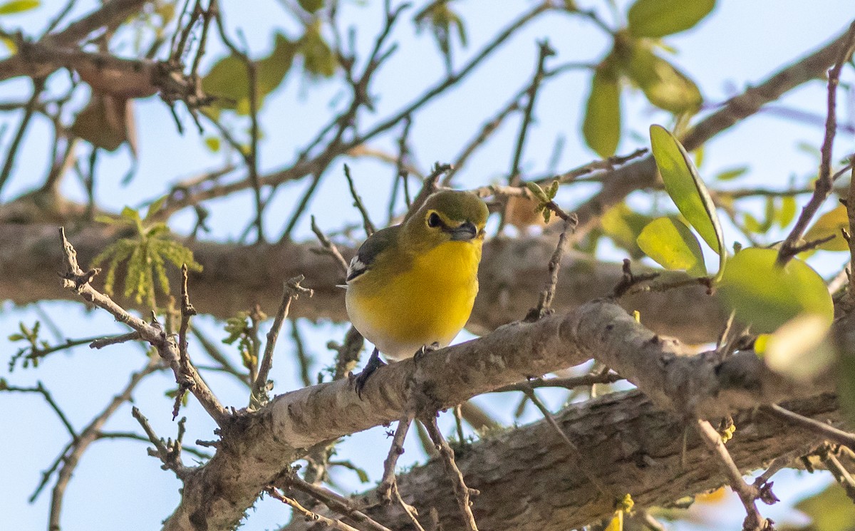 Yellow-throated Vireo - ML632793714