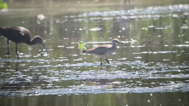 Whimbrel (Hudsonian) - ML632793924