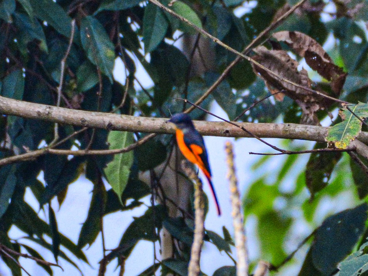 Gray-chinned Minivet - ML632794140