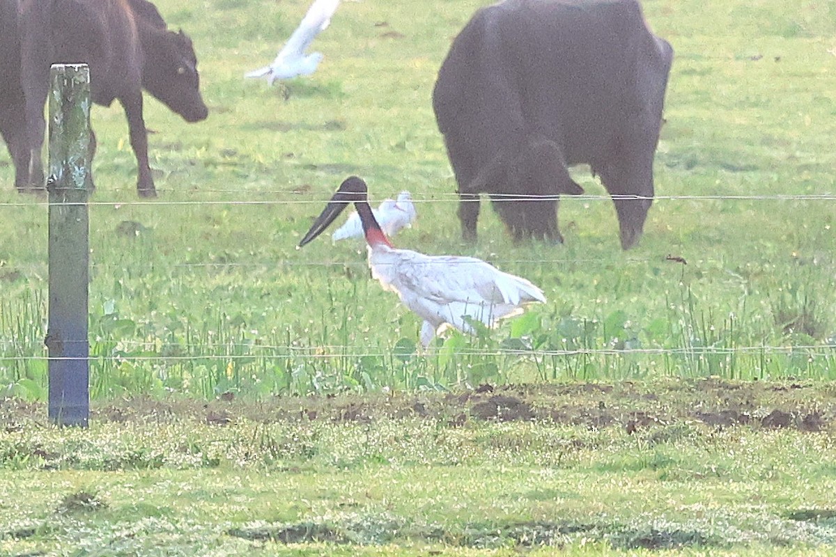 jabirustork - ML632794205