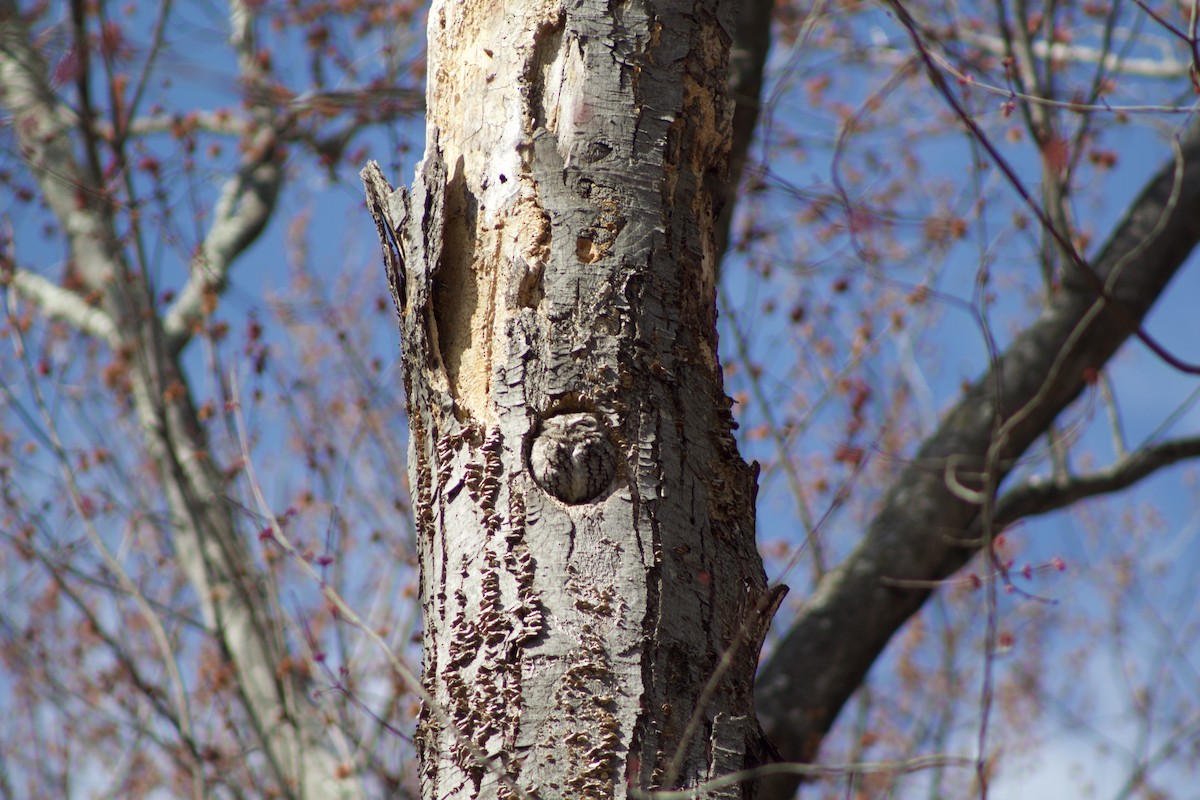 Eastern Screech-Owl - ML632794302