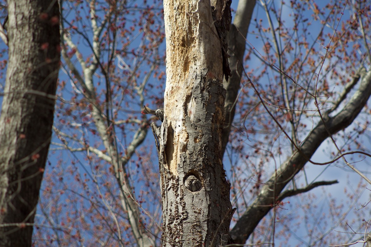 Eastern Screech-Owl - ML632794312