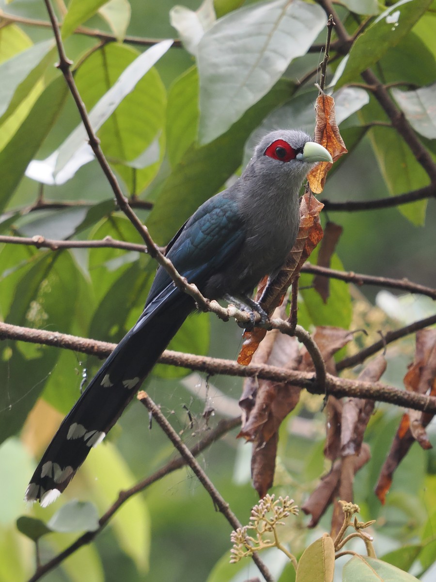 Malcoha de Diard - ML632794833