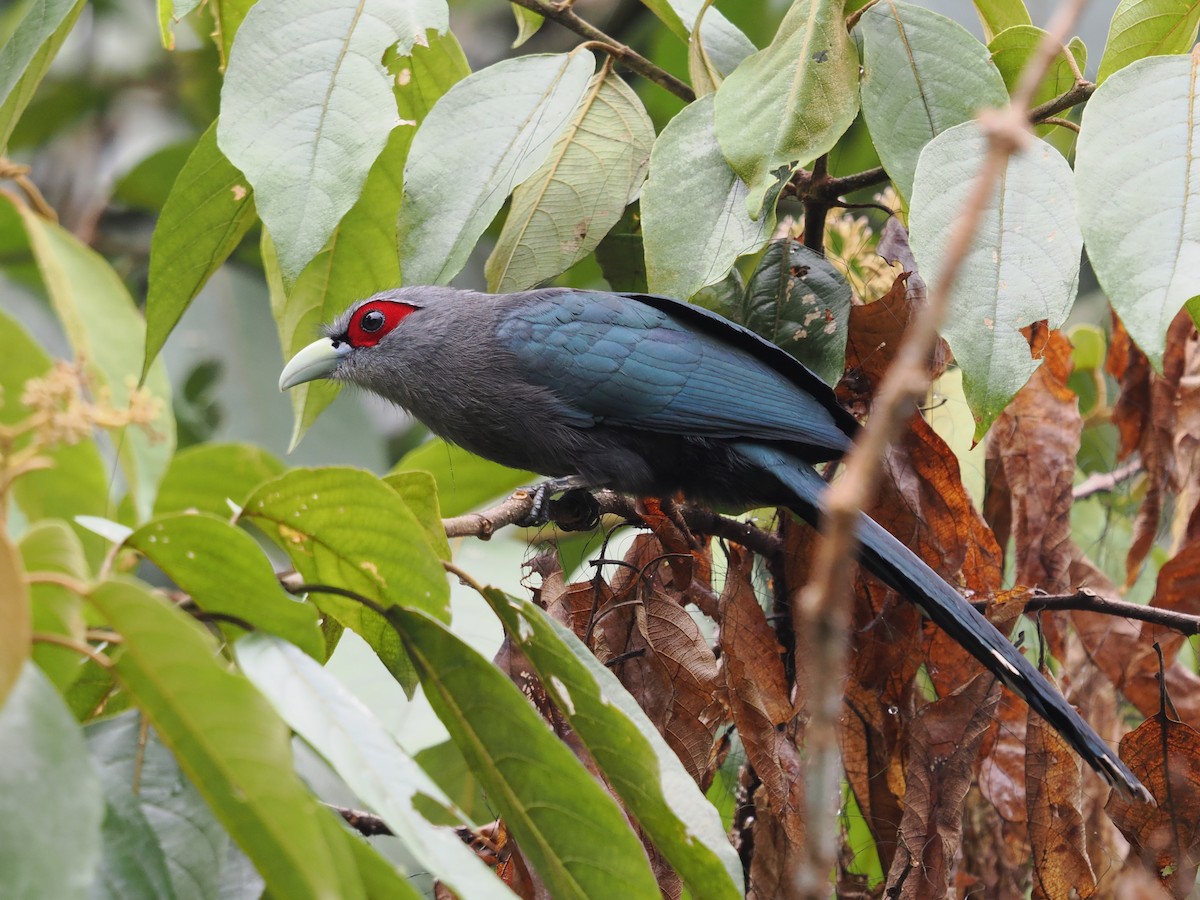Black-bellied Malkoha - ML632794834