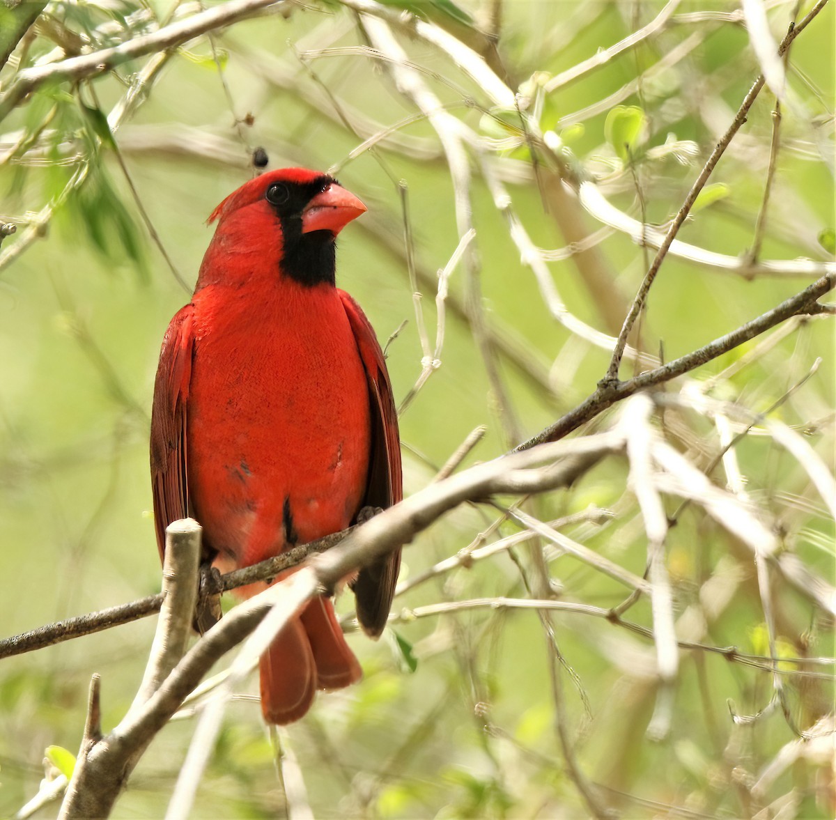 Northern Cardinal - ML632795278