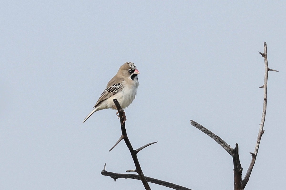 Scaly Weaver - Allison Miller